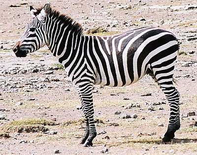 zebra body
