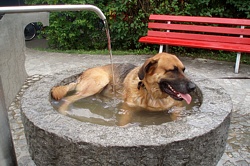 berhitzt: Whirlpooldog