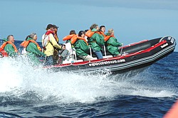 Whale Watching mit Espaco Talasso