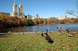 Idylle im Park: Federvieh vor Appartementhaus San Remo