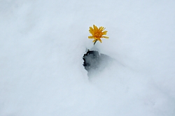 Lwenstark: Pflnzchen im Juli-Schnee