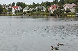 Gnseteich: Federvieh auf dem Tjrnin vor Kapitnsvillen 