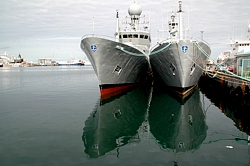 Harbour calmness: No business at Reykjavik