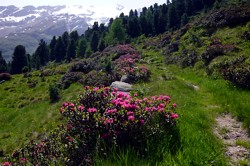 Blühend: Alpenrosen in Langtaufers