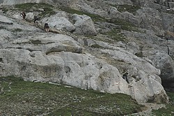 Steig auf den Serles (2717m)