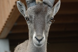 Steinbock