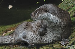 Otter