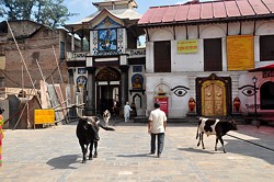 Heilige Sttte: Pashupatinath ist eine bedeutende Pilgersttte des Hinduismus