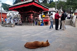 Pashupatinath: Auerhalb des Tempels ist das heilige Gebiet frei zugnglich